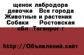 щенок лабродора девочка - Все города Животные и растения » Собаки   . Ростовская обл.,Таганрог г.